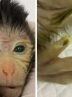 تولد میمونی با چشمان سبز و انگشتان فلورسنت با روش مهندسی ژنتیک